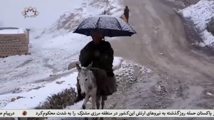 زمستان سخت در افغانستان و تلف شدن مواشی در سرما