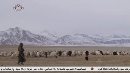 بیش از 4000 راس مواشی در بغلان تلف شدند