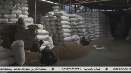 افزایش صادرات جلغوزه در طول 9ماه گذشته