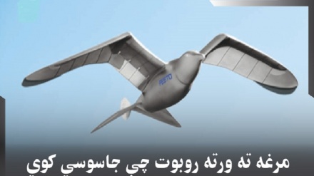 مرغه ته ورته روبوت چې جاسوسي کوي 