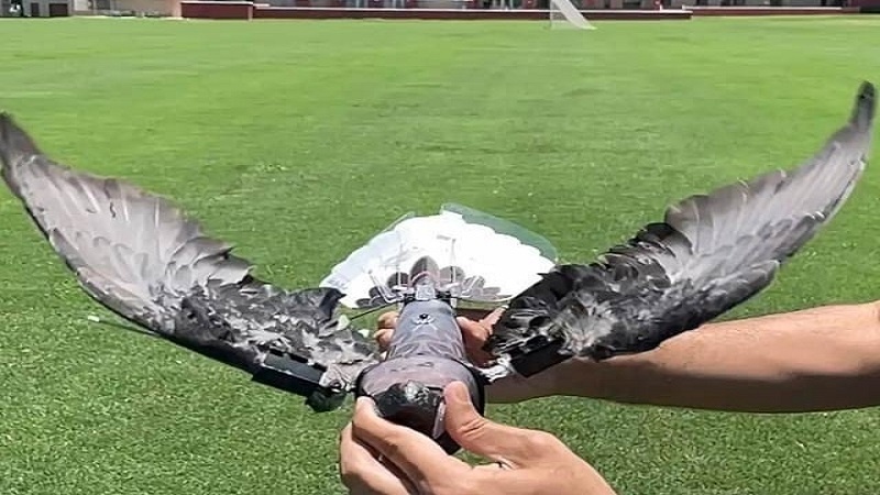 مردہ پرندوں سے  ڈرون بنانے میں زبردست کامیابی