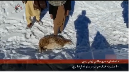 سره میاشت:په افغانستان کې نږدې لس میلیونه کسان بېړنیو مرستو ته اړتیا لري