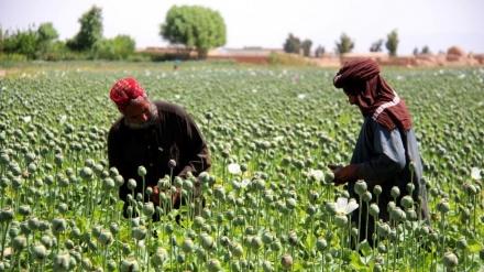 افزایش نگرانی ها از تولید مواد مخدر در افغانستان 