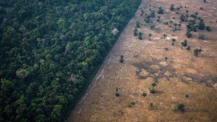 Qeyrana jêbirina daristana Amazonê gihîştiye asta herî giran