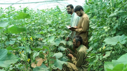 بازار گرم فروش نهال در آستانه سال نو