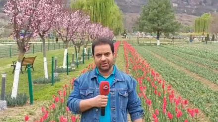 وادی کشمیر کا باغ گل لالہ سیاحوں کےلئے کهول دیا گیا 