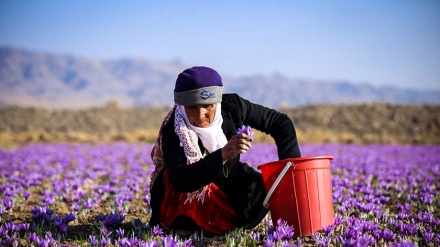 اتحادیه زعفران افغانستان: فراورده زعفران در کشور افزایش داشته است 