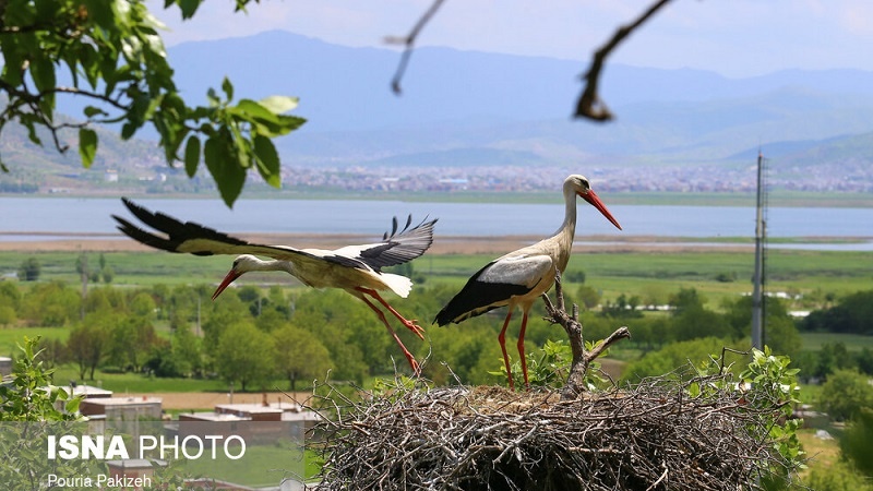 بیلوی مەریوان مەکۆی لەق لەقەکان