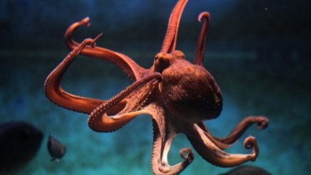 ‘Edhe oktapodët shohin makthe’, shkencëtarët zbulojnë sjellje të çuditshme tek gjallesa ujore 
