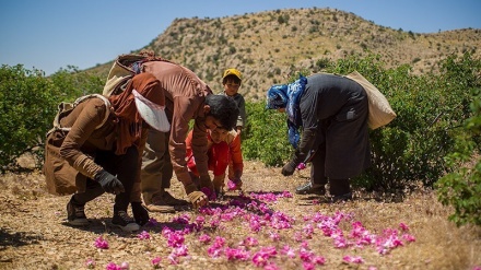 وێستگەی هاژەی دەروون