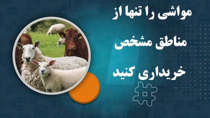 شاروالی کابل: مواشی را تنها از مناطق مشخص خریداری نمایید