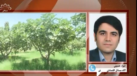 افزایش 7.7 فی صدی ساحات زیر کشت افغانستان 