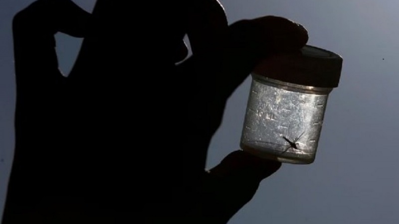 اولین مورد بیماری مالاریا پس از 20 سال در آمریکا مشاهده شد