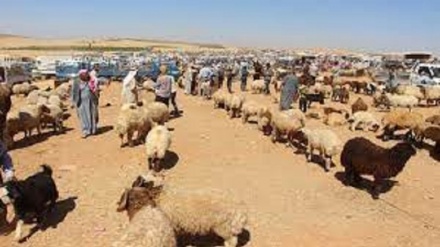 Amadebûna xelkê Kobaniyê bo cejna Qurbanê