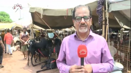 عید قربان کے لئے دہلی کی مویشی منڈی