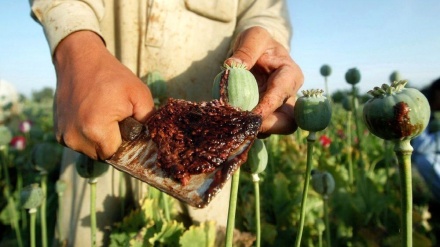 په افغانستان کې د کوکنارو کښت په بې ساري ډول کم شوی دی