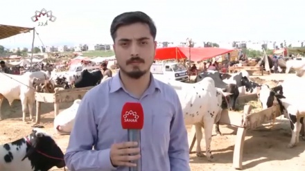 پاکستان میں عید قربان کے لئے خصوصی مویشی منڈیاں