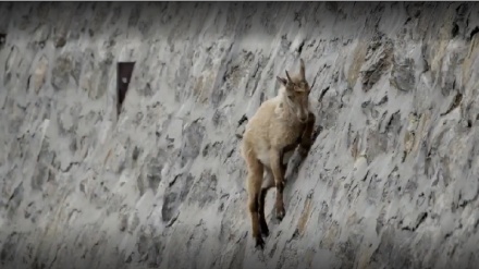 سبحان تیری قدرت...، پہاڑی بکریوں کی حیرت انگیز توانائی! (ویڈیو)