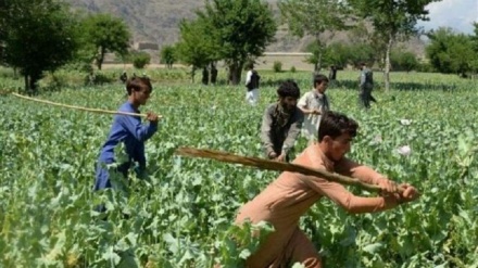 مزارع تریاک در غزنی تخریب شدند