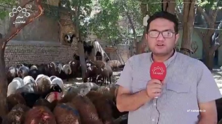 نگرانی ها از شیوع بیماری تب کانگو در ولایت هرات 