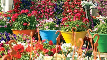 هرات قطب فروش گل و گیاه در غرب افغانستان