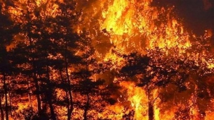 الجزائر، اٹلی اور یونان کے جنگلات میں آتشزدگی، ہزاروں افراد کا انخلا