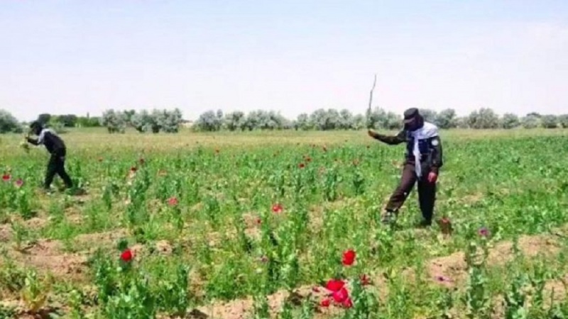 طالبان: 46 جریب مزارع کوکنار در میدان وردک تخریب شد