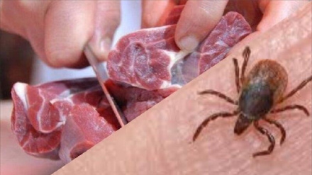 افزایش مبتلایان به بیماری تب کنگو