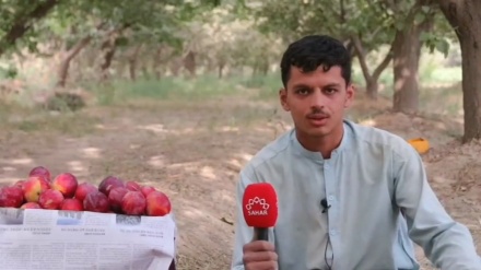 باغداران بلخی، از نبود امکانات و نبود سرد خانه‌ها برای نگهداری محصولات شان شکایت دارند