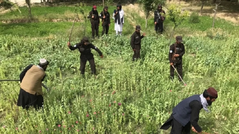 تخریب 147 جریب کشتزار کوکنار در بدخشان و غزنی از سوی طالبان