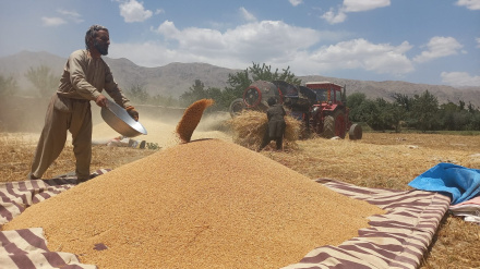 زابل: په دغه ولایت کې د غنمو په کښت کې پنځوس سلنه زیاتوالی راغلی