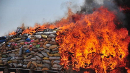 په ننګرهار کې ۱۵ ټنه تاریخ تېري او بي کیفیته توکي وسوځول شول