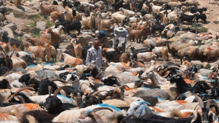 شیوع بیماری حیوانی «پاسترولوز» در پنجشیر