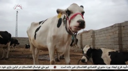 در ولایت زابل صنعت گاو داری رونق زیادی دارد
