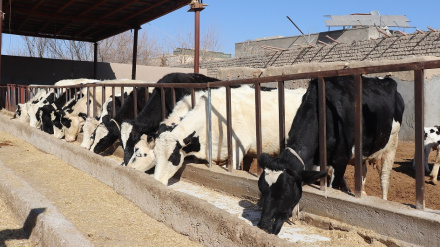 زابل ولايت:  دغه ولايت کې د غواګانو د روزنې فارمونه زيات شوي دي