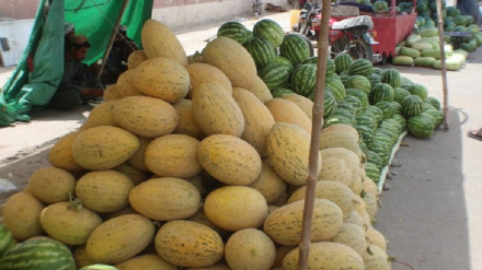 کندهار: په دغه ولايت کې د هندواڼو او خټکيو بيې لوړې شوې دي