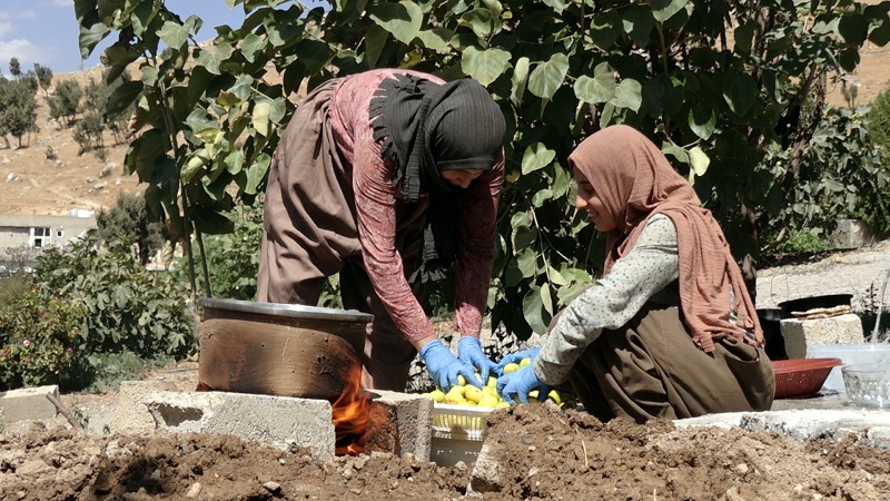 گوندنشینانی دۆڵی ئاکۆیان مرەبای هەنجیر بۆ وەرزی زستان ئامادە دەکەن  