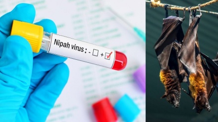 ہندوستان: کیرل میں دوافراد کی موت کے بعد نِپاہ وائرس دس ریاستوں تک پہنچ گیا، تین مزید افراد متاثر