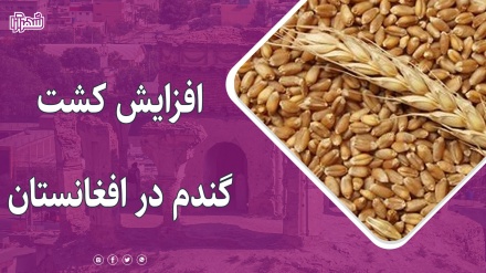 کشت گندم در افغانستان افزایش یافته است 