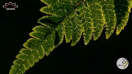 وێستگەی هاژەی دەروون