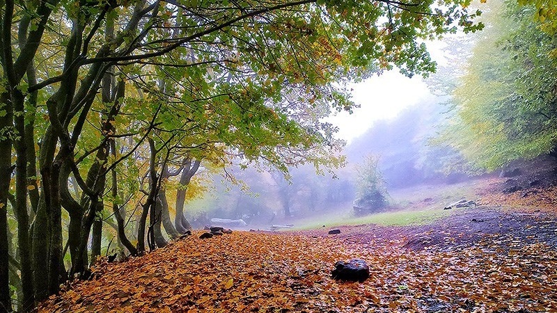 سروشتی جوانی پاییز لە ناوچەی ئەرەسباران