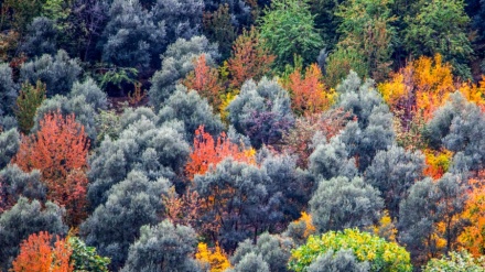 Jesen u hiljadu boja u selu Šit