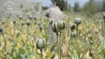 ایران: درآمد دهاقین افغانستان از کشت تریاک سه برابر شده