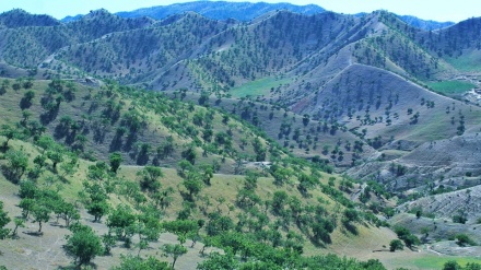 تلاش های حکومت سرپرست برای احیای جنگلات پسته در بادغیس