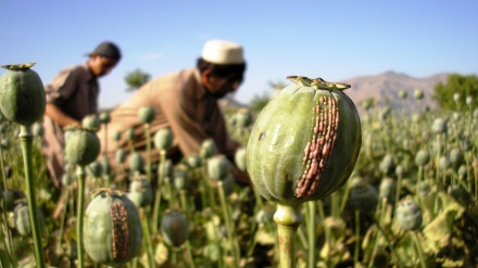 افزایش ۳ برابری درآمد دهاقین افغان بابت کشت خشخاش