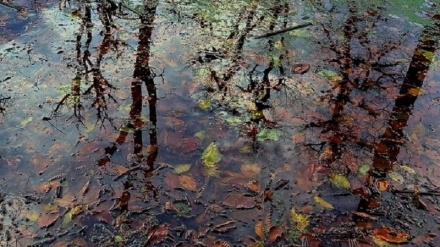 Močvara Dariuk, Mazandaran