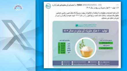 برداشت 400 هزار تن برنج، طی سال جاری خورشیدی در افغانستان