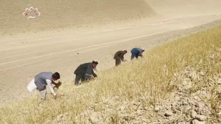 خشکسالی شدید، تهدید بزرگ در برابر زارعین افغانستان