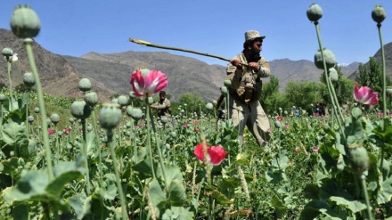 سازمان ملل: ممنوعیت کشت کوکنار، دهاقین افغانستان را بسیار متضرر ساخته است