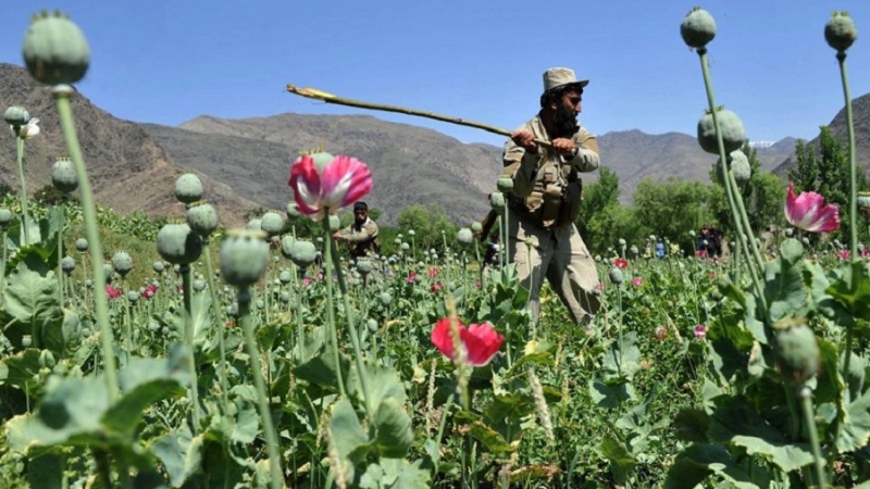 سازمان ملل: ممنوعیت کشت کوکنار، دهاقین افغانستان را بسیار متضرر ساخته است